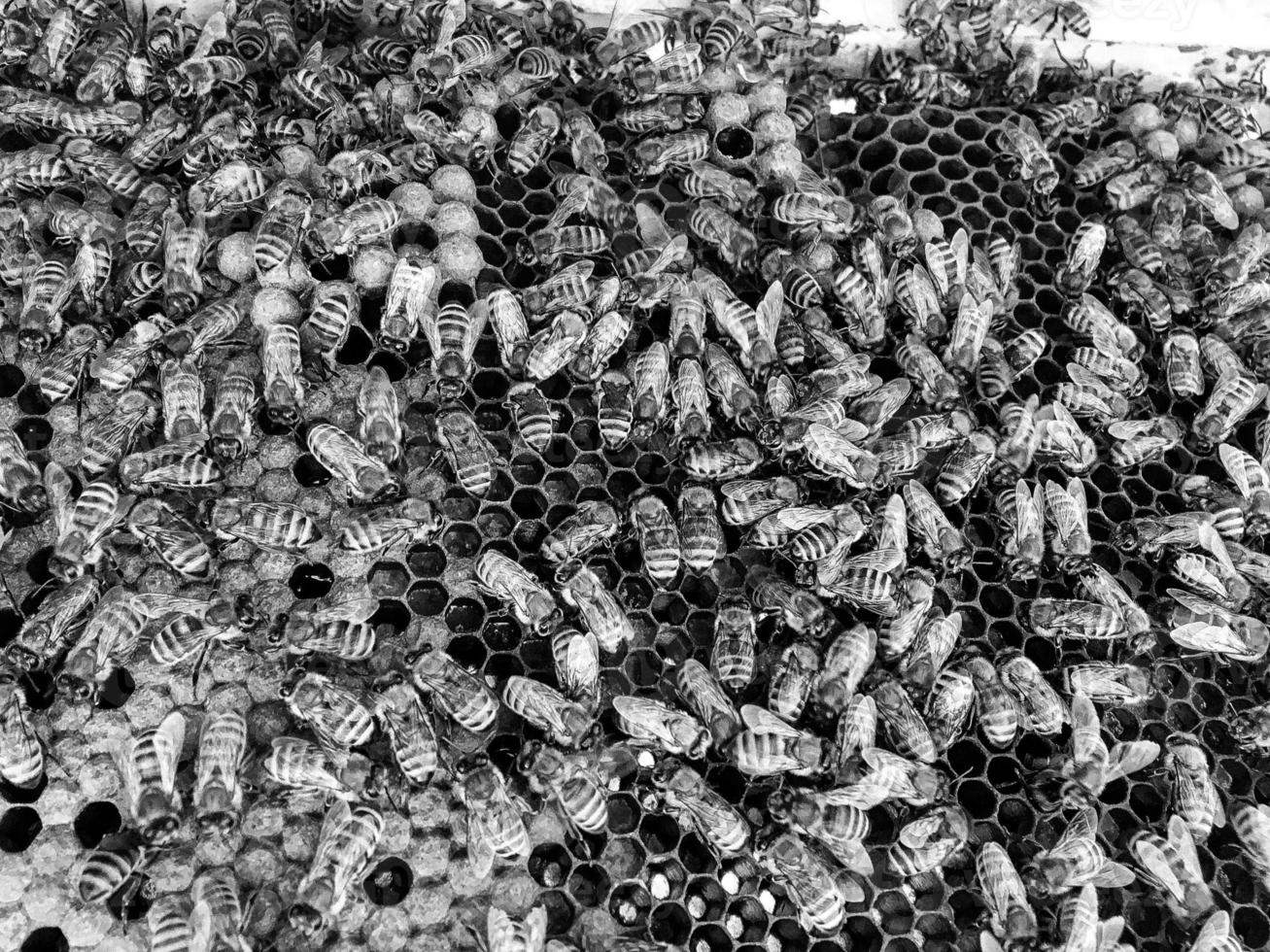 Abstract hexagon structure is honeycomb from bee hive photo
