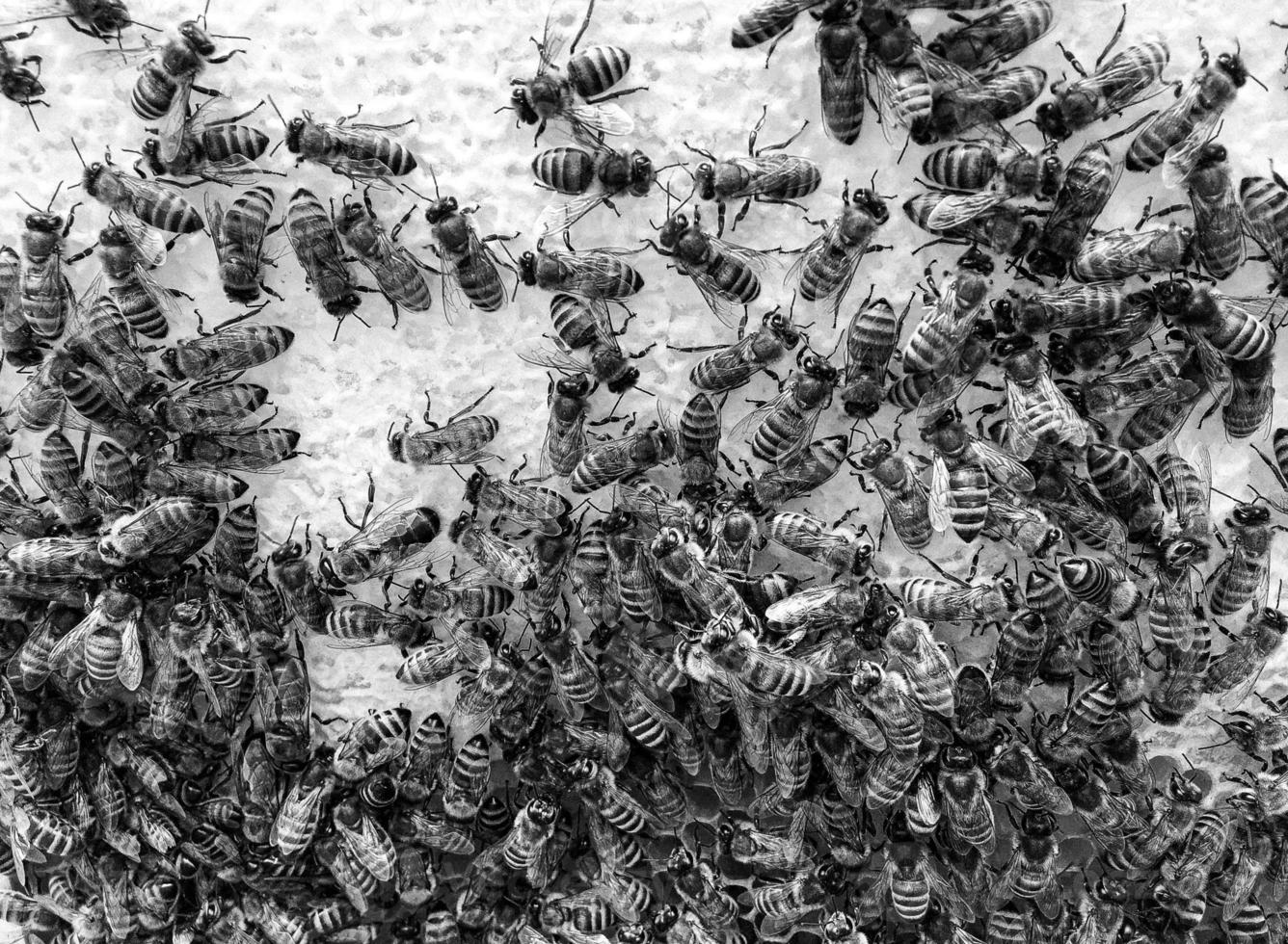 La estructura hexagonal abstracta es un panal de abejas de la colmena. foto