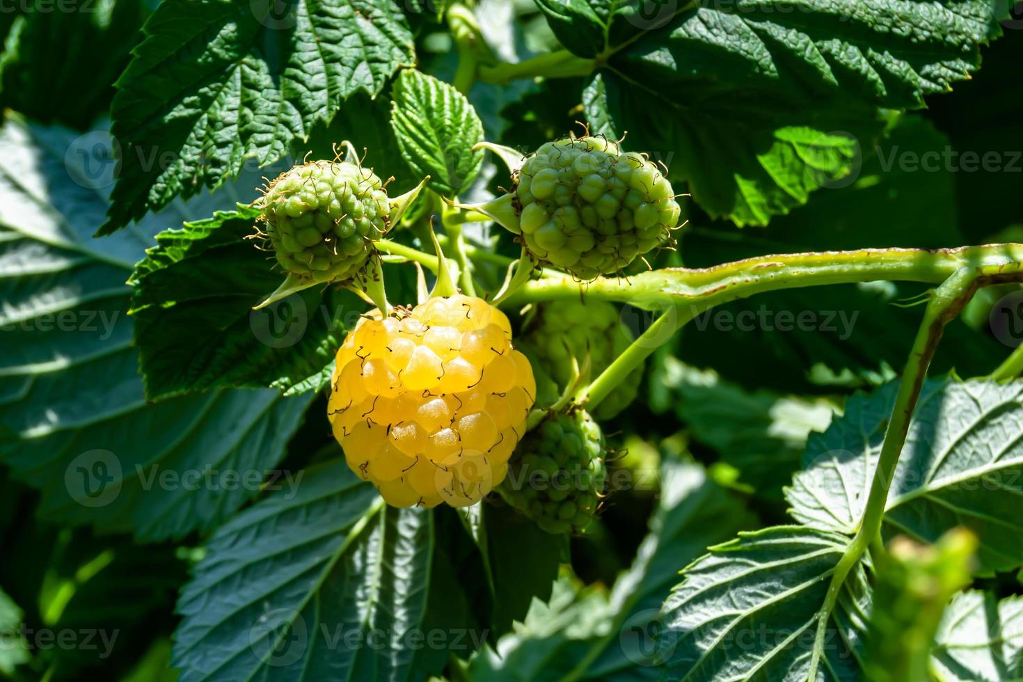 Photography on theme beautiful berry branch raspberry bush photo