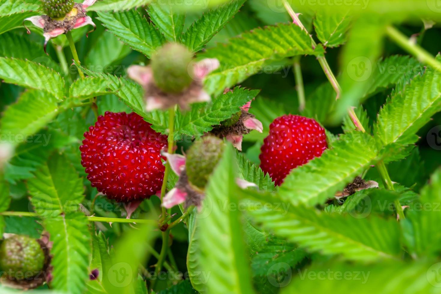 Beautiful berry branch japanese strawberry bush 11889421 Stock Photo at