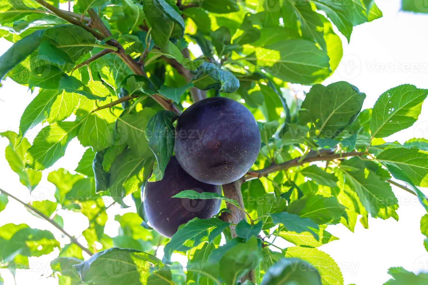 Photography on theme beautiful fruit branch plum tree photo