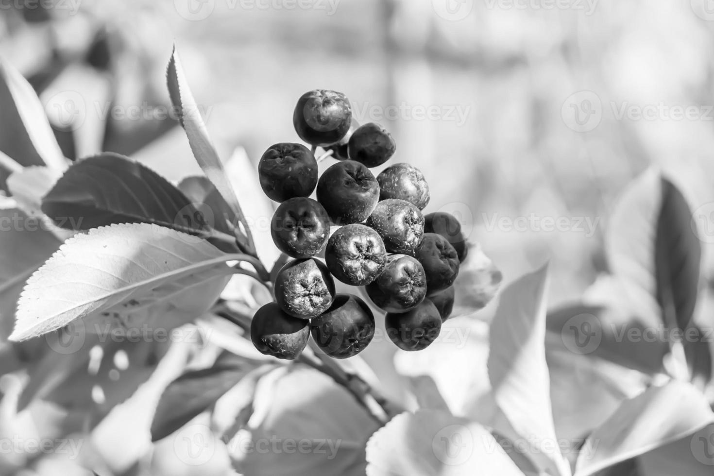 Photography on theme beautiful berry branch aronia bush photo