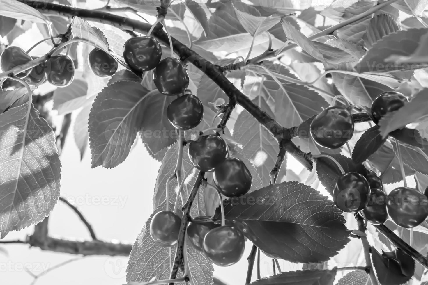 Photography on theme beautiful fruit branch cherry tree photo