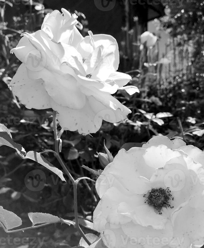Bouquet wildflowers prickly rose blooming in garden photo