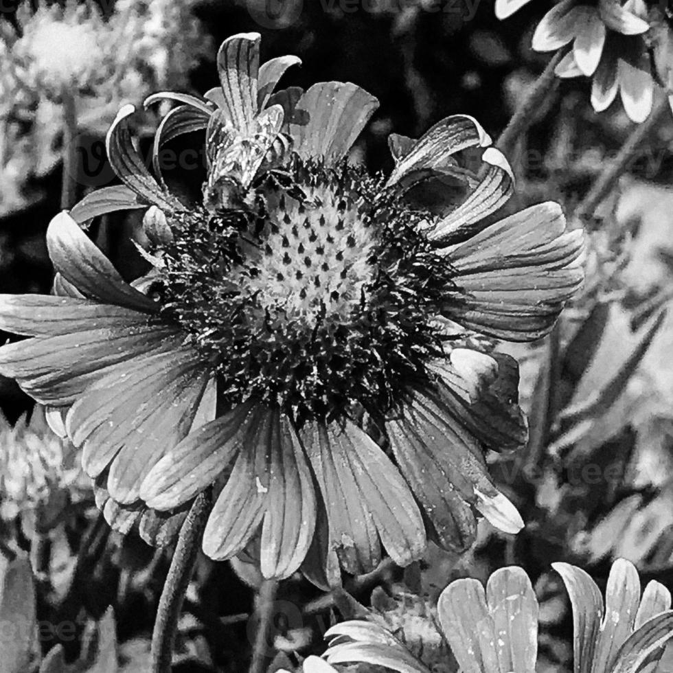 Winged bee slowly flies to the plant, collect nectar for honey photo