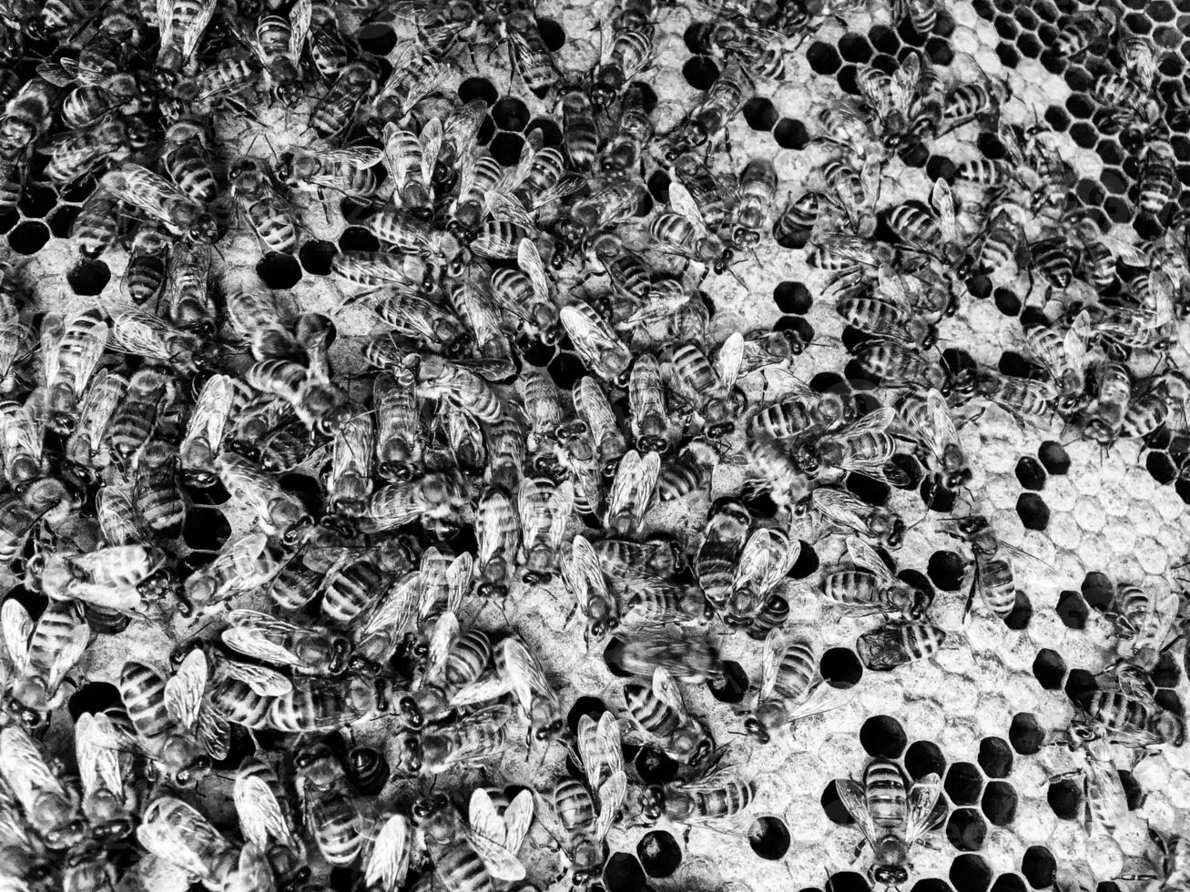 Abstract hexagon structure is honeycomb from bee hive photo