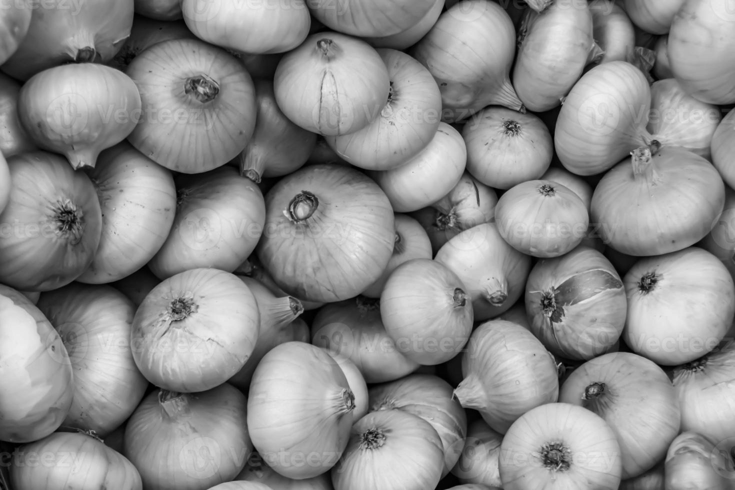 fotografía sobre el tema hermosa planta vegetal de cebolla foto