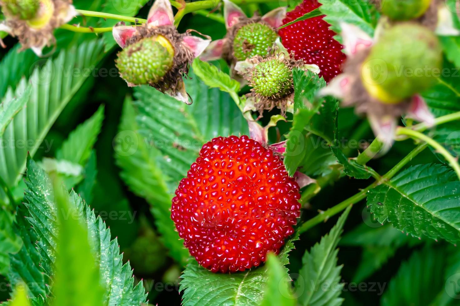Beautiful berry branch japanese strawberry bush 11889507 Stock Photo at