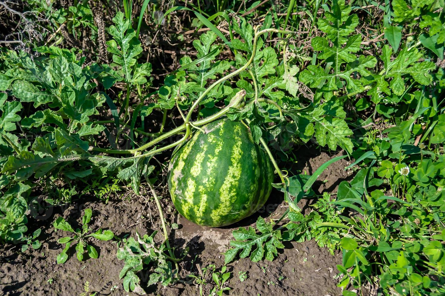 fotografía sobre el tema hermosa pequeña fruta sandía foto