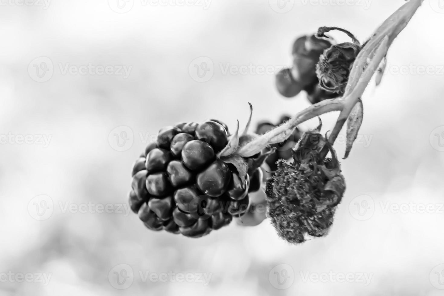 fotografía sobre el tema hermosa baya rama blackberry bush foto