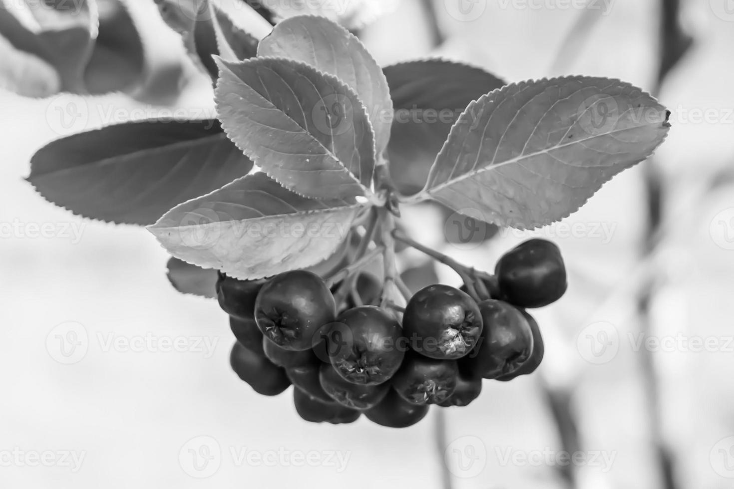 Photography on theme beautiful berry branch aronia bush photo