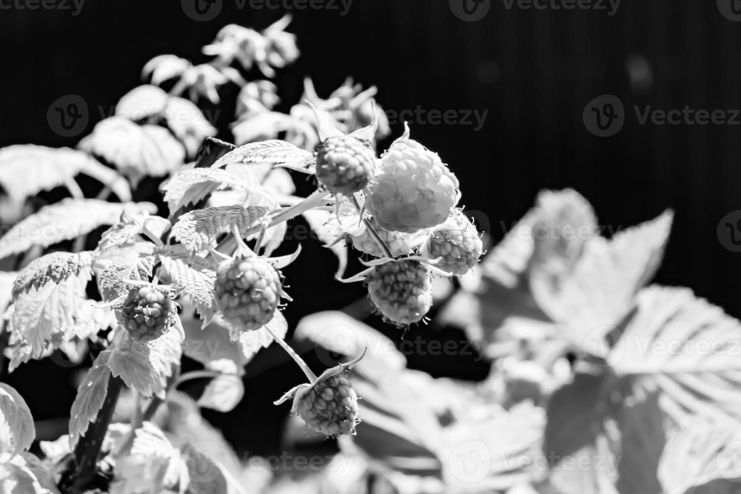 Photography on theme beautiful berry branch raspberry bush photo