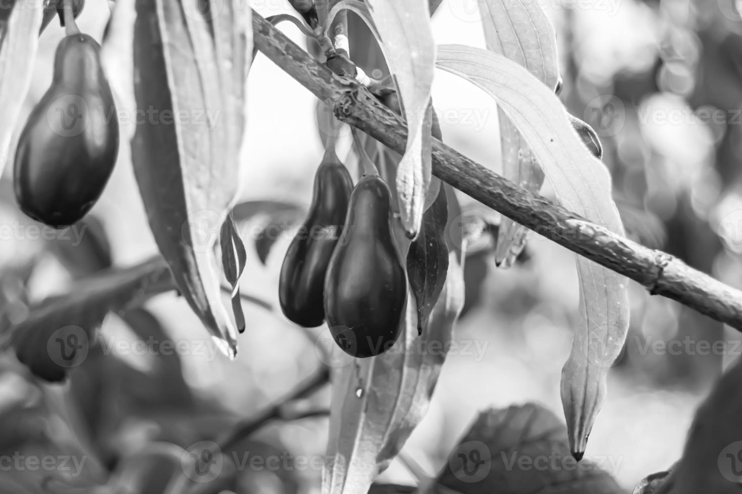 Photography to theme beautiful grow berry dogwood on background summer leaves photo