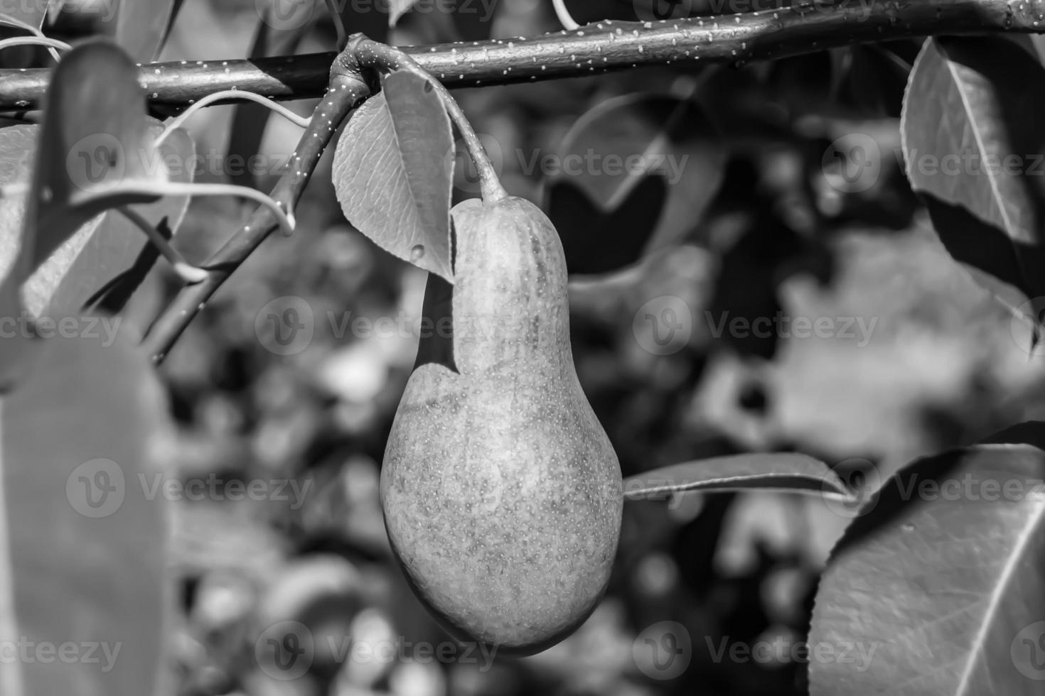 Photography on theme beautiful fruit branch pear tree photo