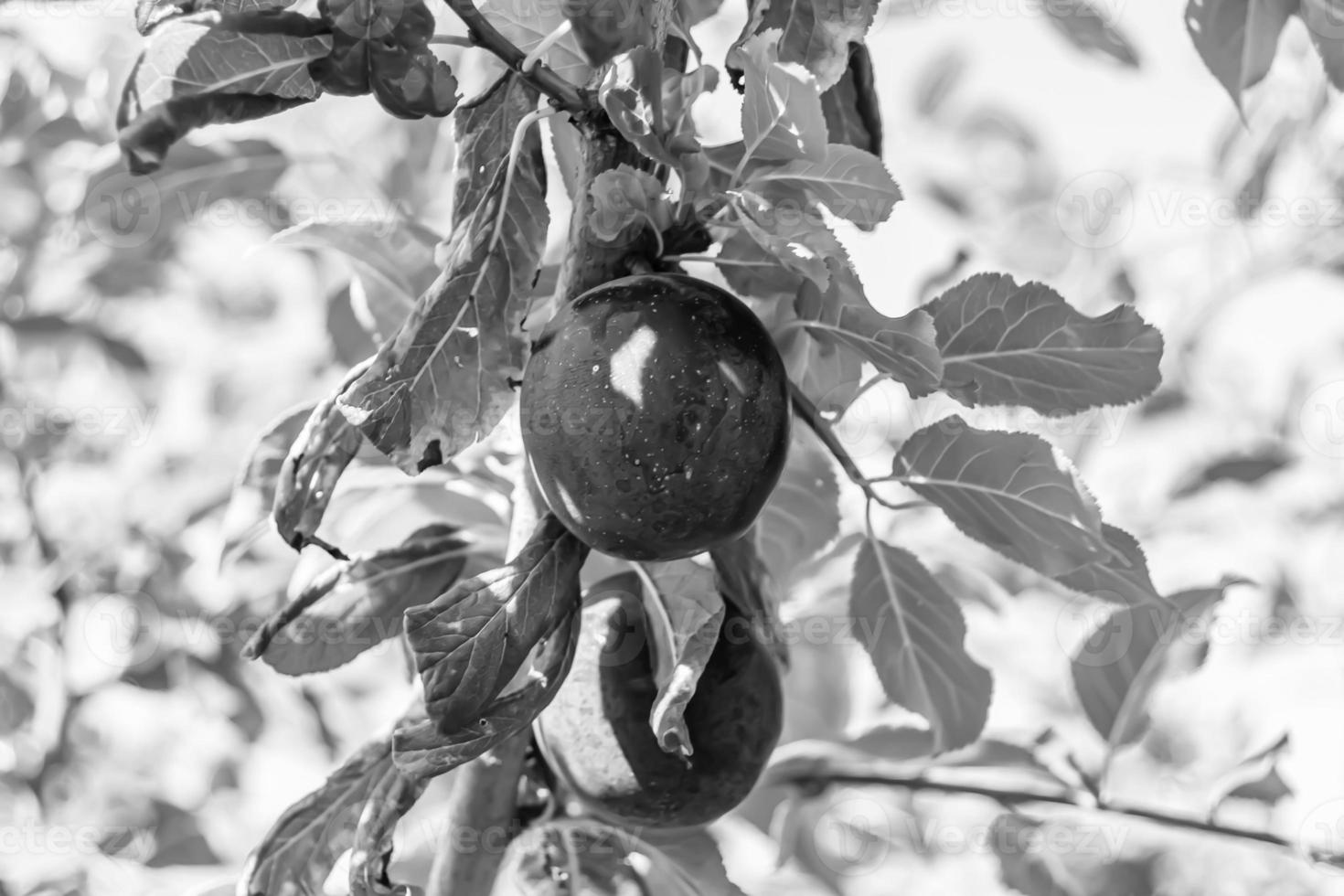 Photography on theme beautiful fruit branch plum tree photo