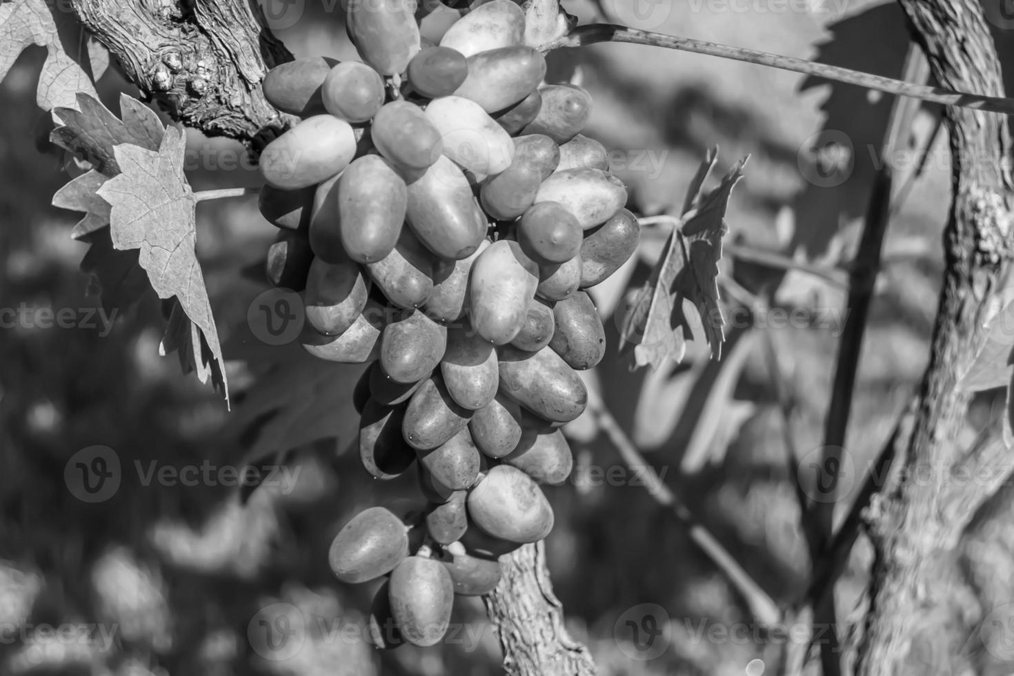 Photography on theme beautiful berry branch grape bush photo