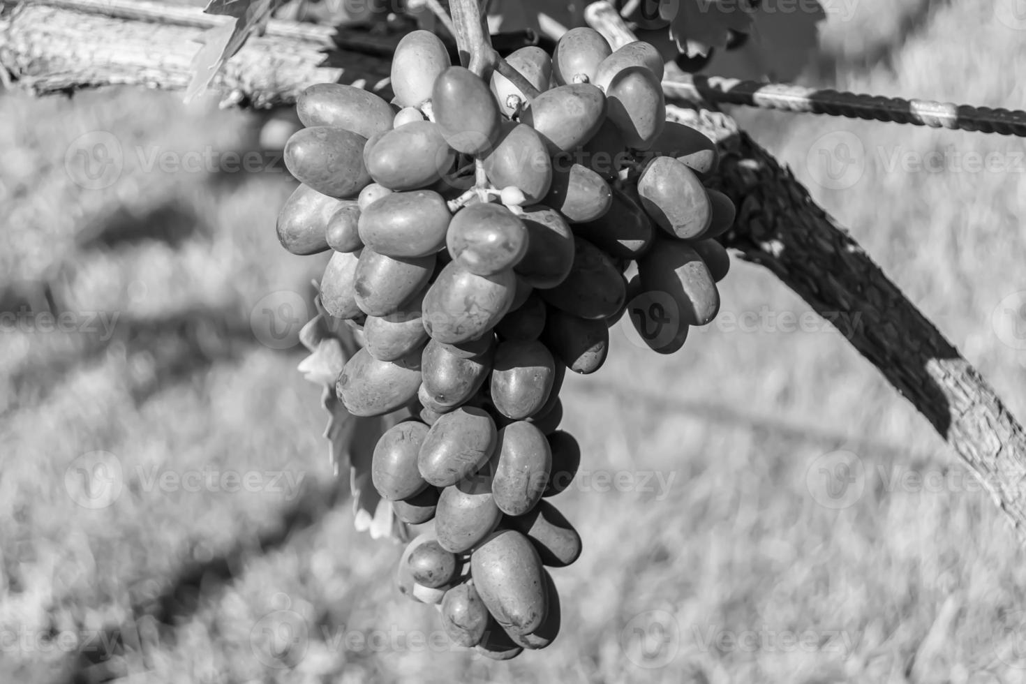 Photography on theme beautiful berry branch grape bush photo