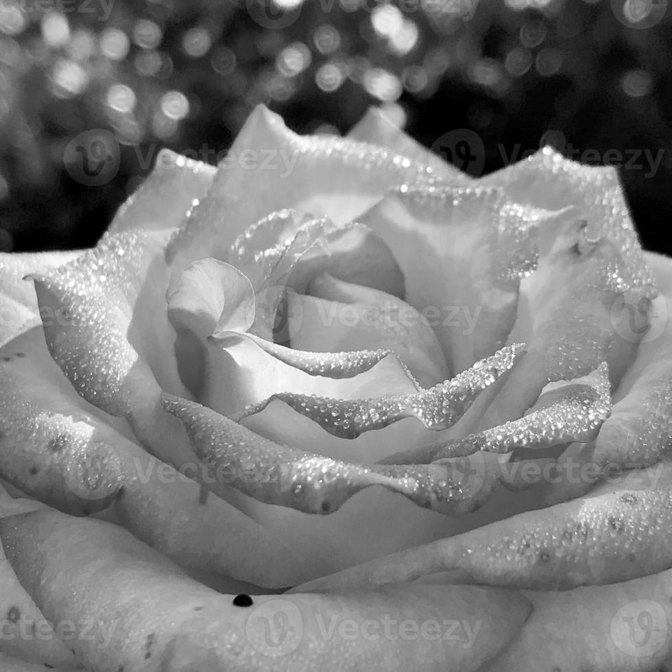 Bouquet wildflowers prickly rose blooming in garden photo