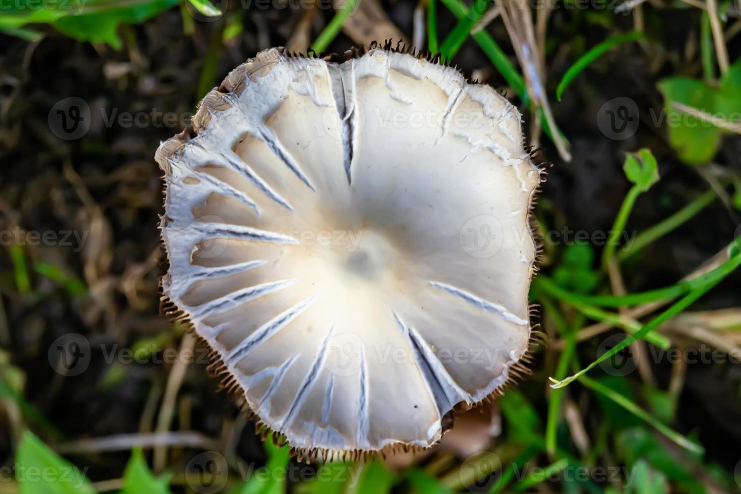 Photography to theme large beautiful poisonous mushroom in forest photo