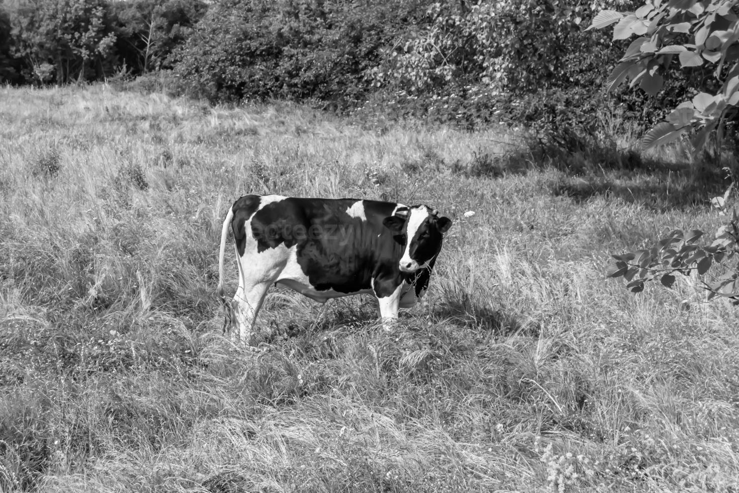 Photography on theme beautiful big milk cow photo