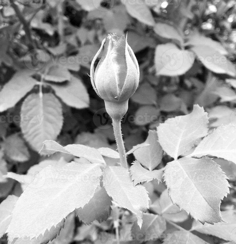 Bouquet wildflowers prickly rose blooming in garden photo