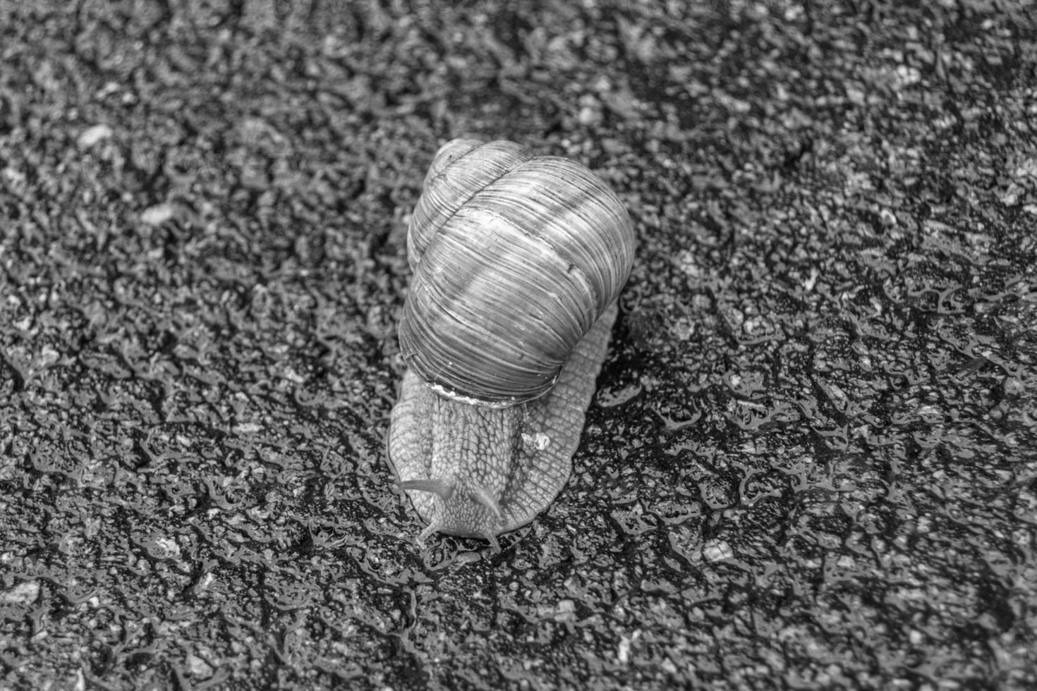 Big garden snail in shell crawling on wet road hurry home photo