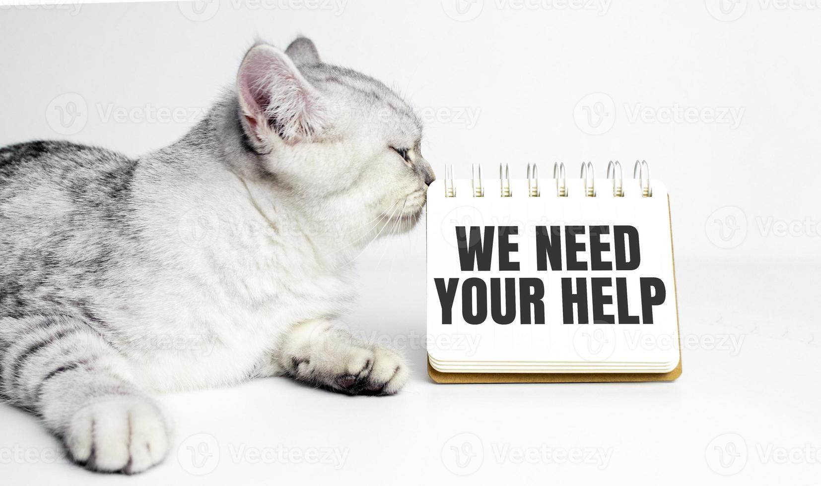 Words We need your Help text on notepad and pen and grey cat photo