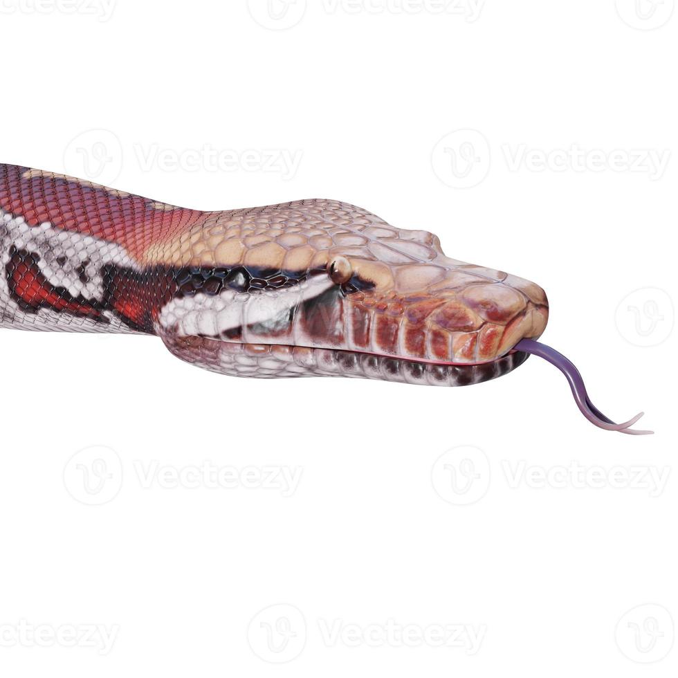 Blood python 3D illustration photo