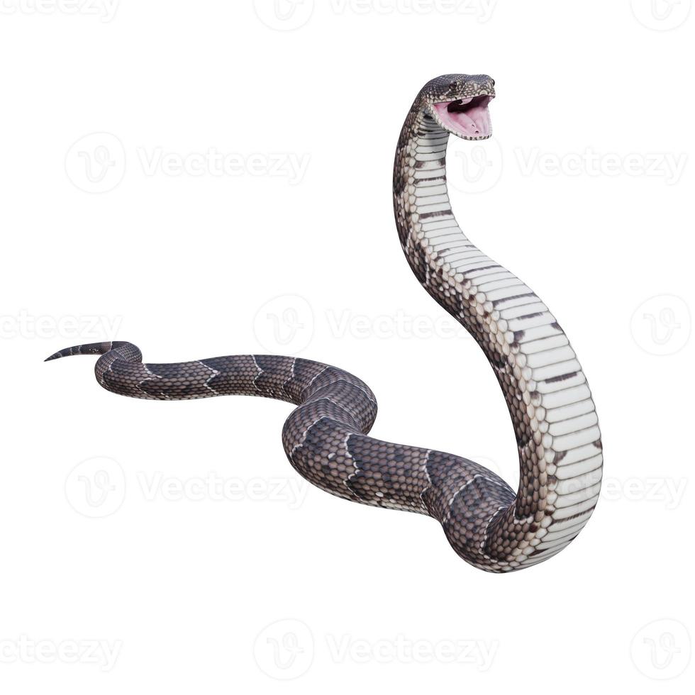 Puff Adder 3D illustration photo