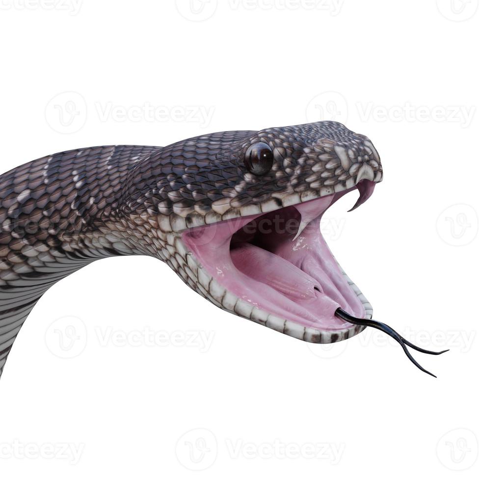 Puff Adder 3D illustration photo