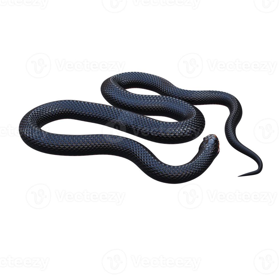 ilustración 3d de serpiente negra de vientre rojo foto