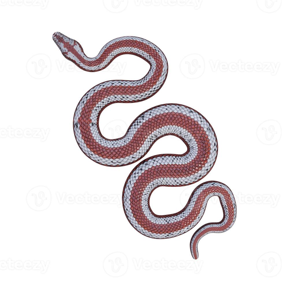 Rosy boa 3D illustration photo