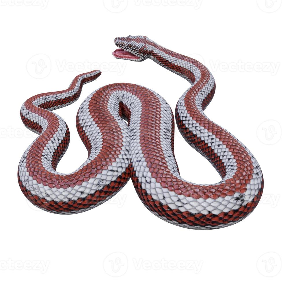 Rosy boa 3D illustration photo