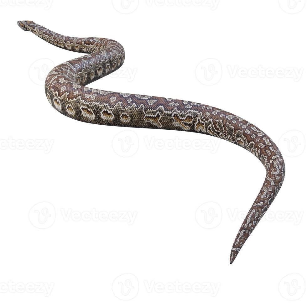 Southern African rock python 3D illustration photo