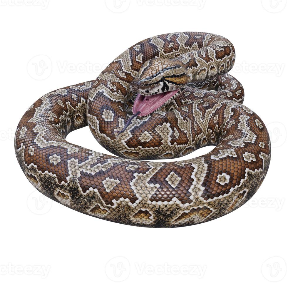 Southern African rock python 3D illustration photo