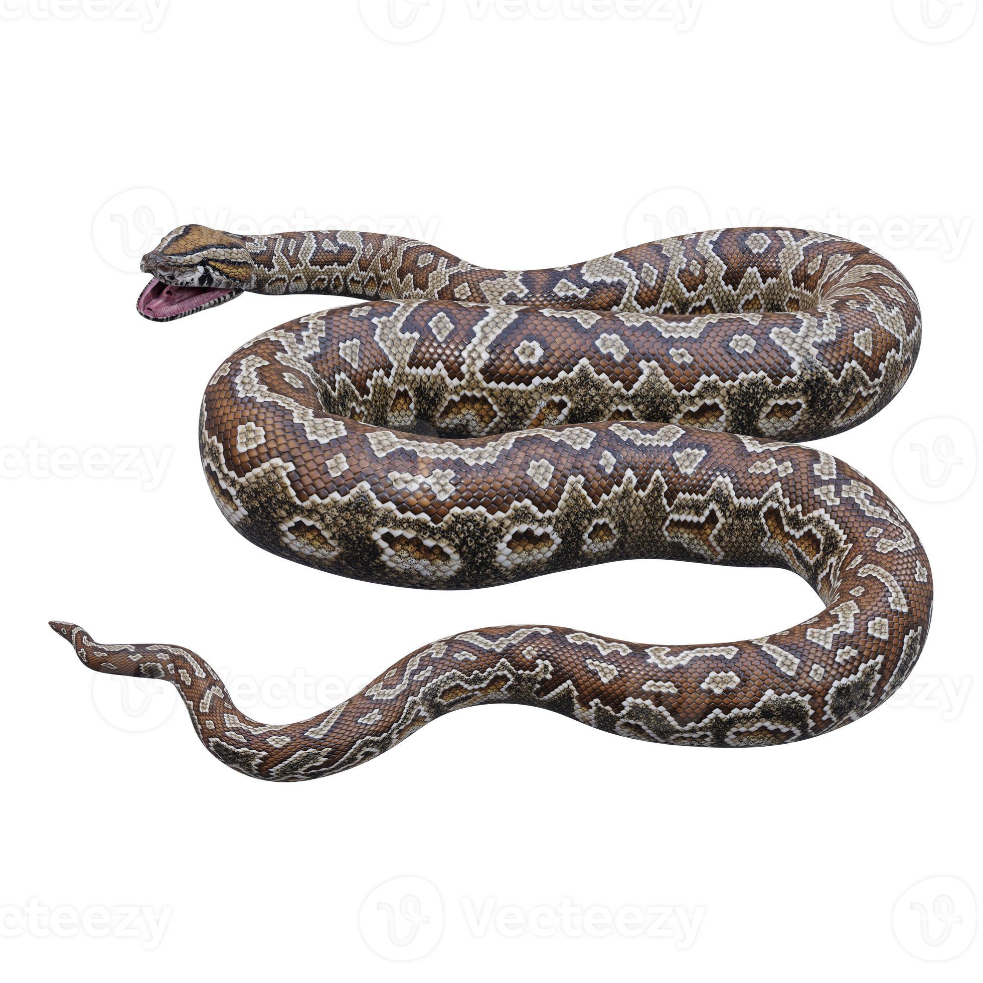 Southern African rock python 3D illustration 11890167 Stock Photo at ...