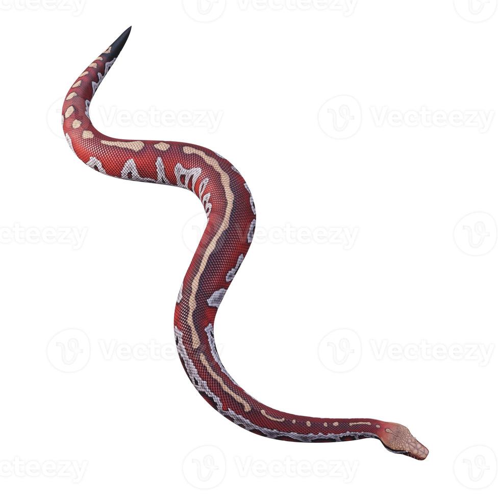Blood python 3D illustration photo