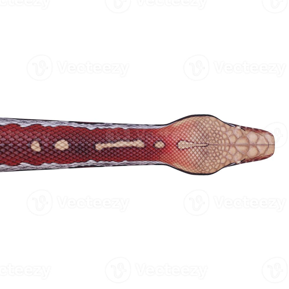 Blood python 3D illustration photo