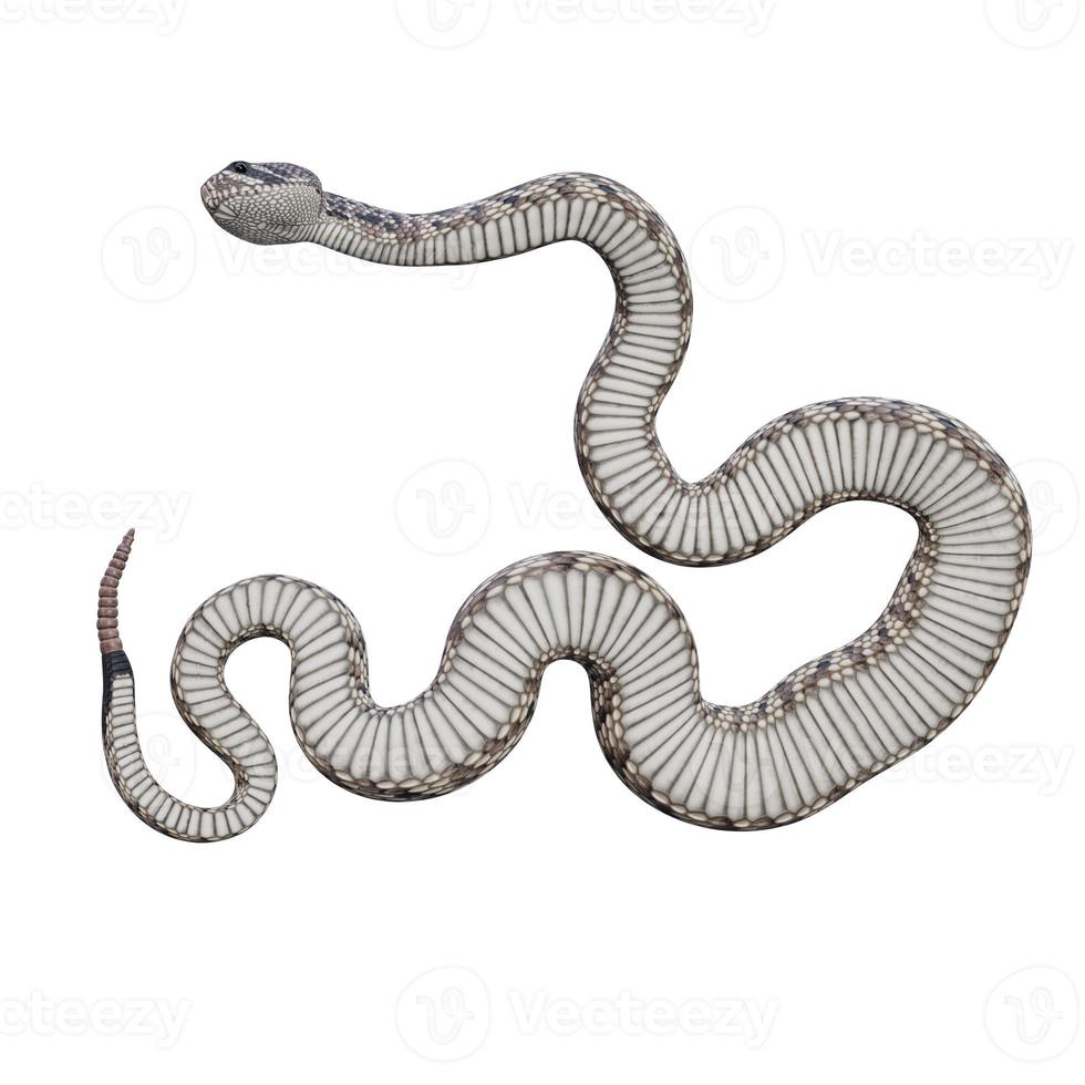 Eastern diamondback rattlesnake 3D illustration photo