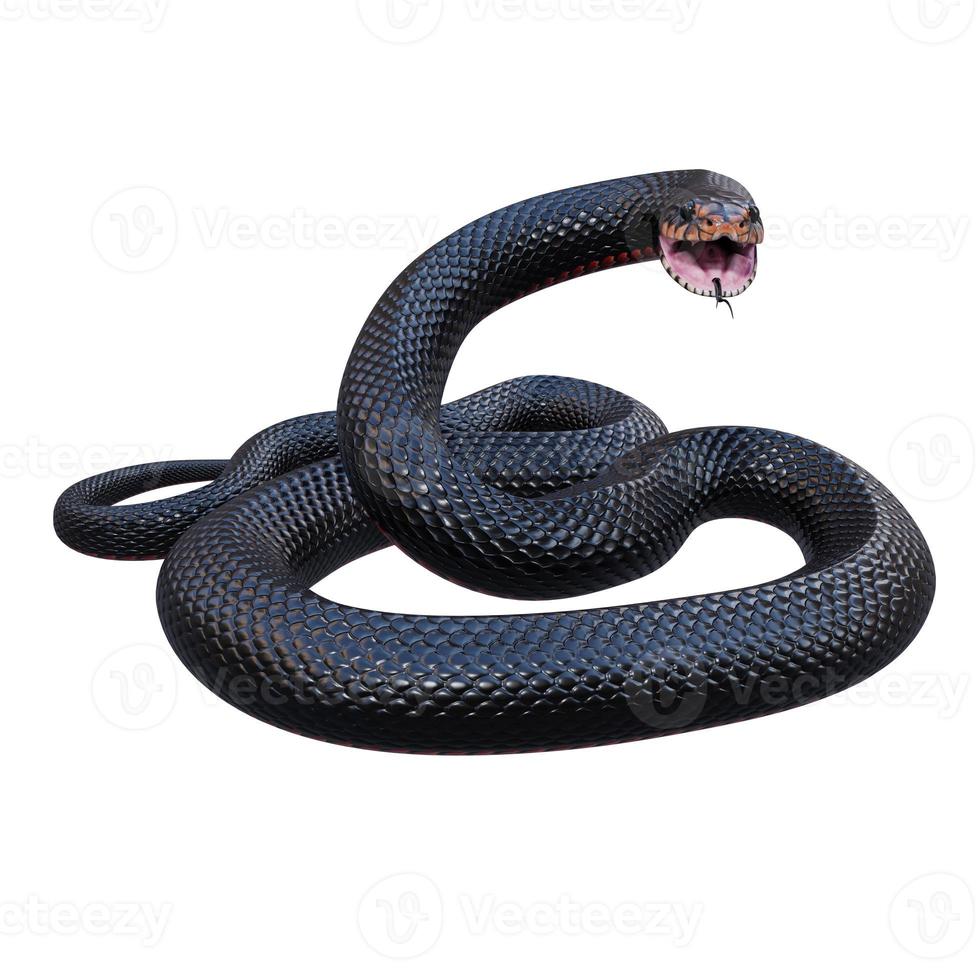 ilustración 3d de serpiente negra de vientre rojo foto