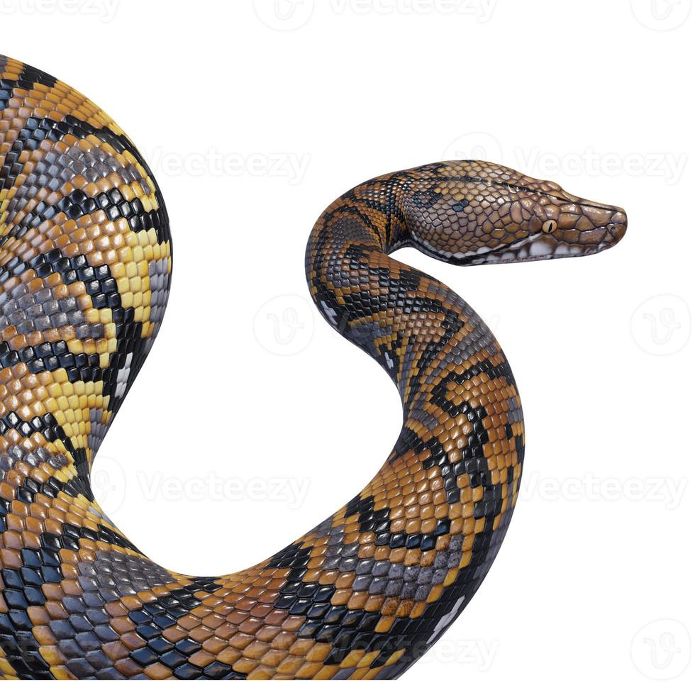 Reticulated python 3D illustration photo