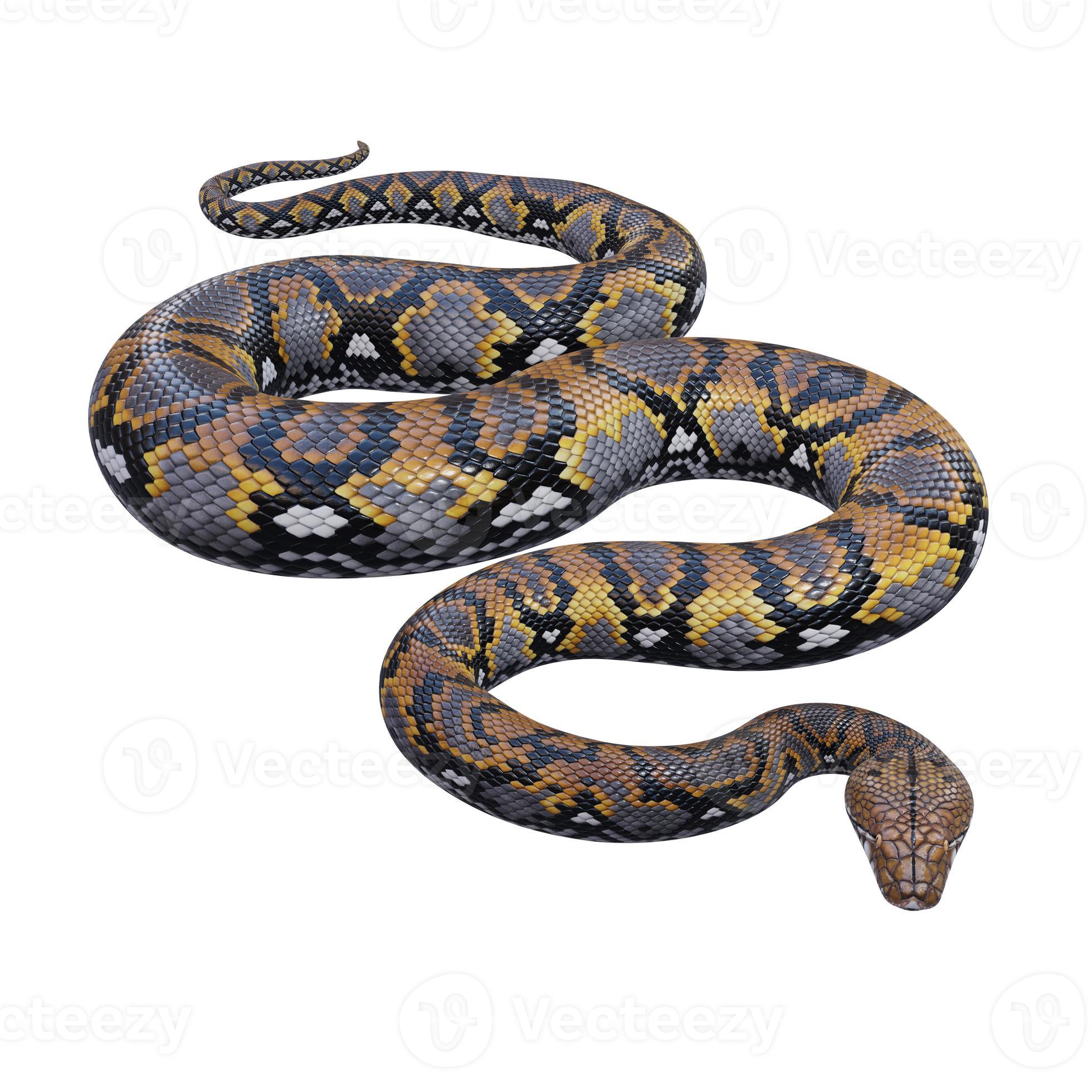 Reticulated python 3D illustration 11890246 Stock Photo at Vecteezy