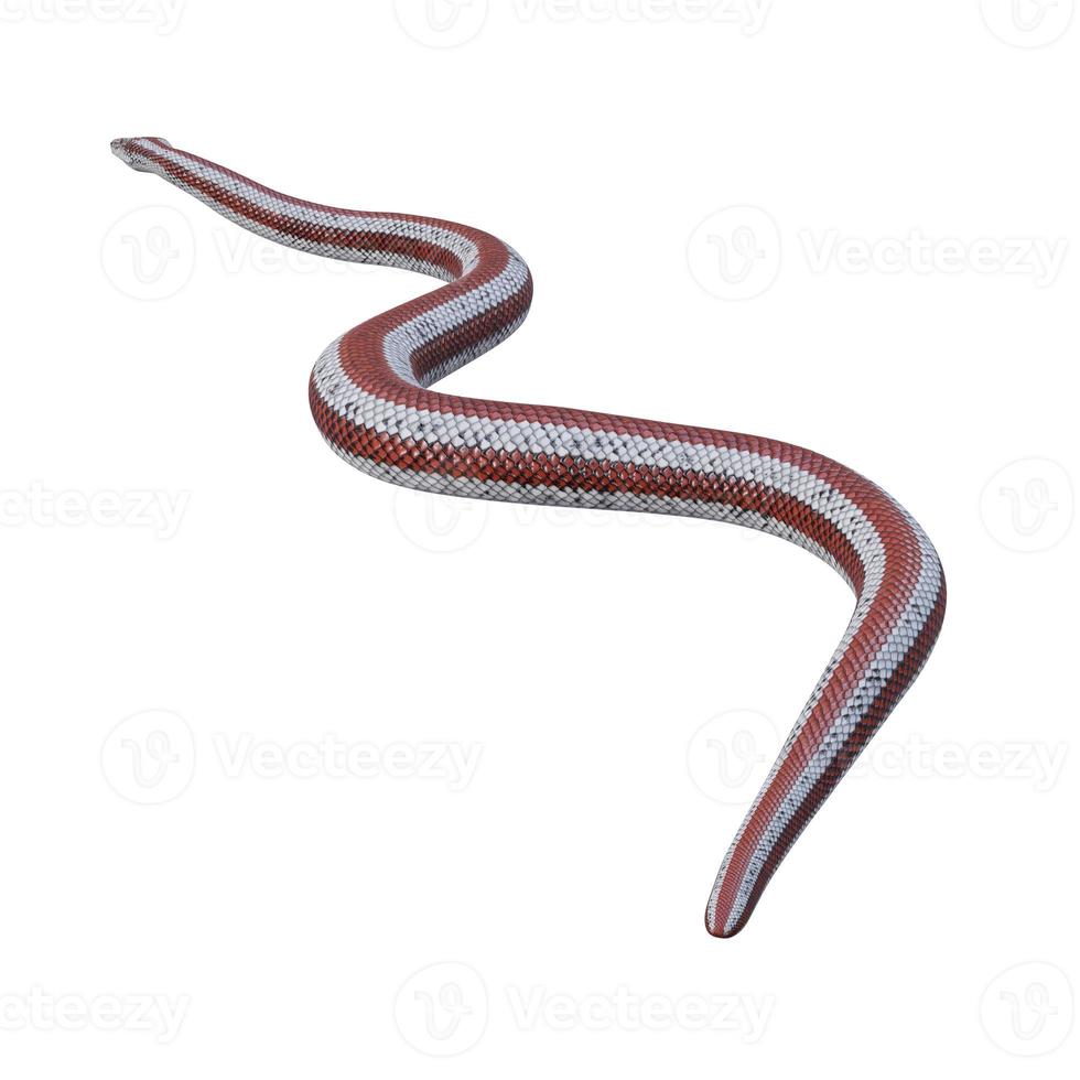 Rosy boa 3D illustration photo