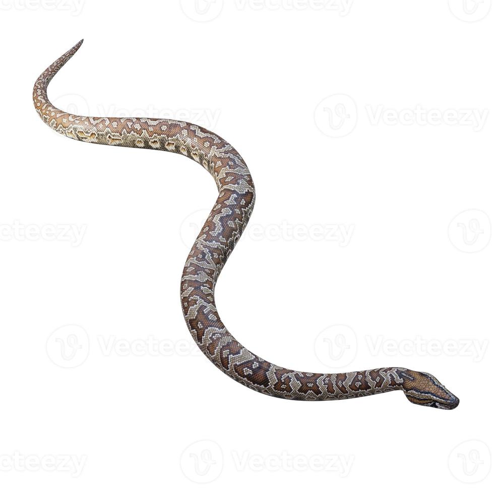 Southern African rock python 3D illustration 11890261 Stock Photo at ...