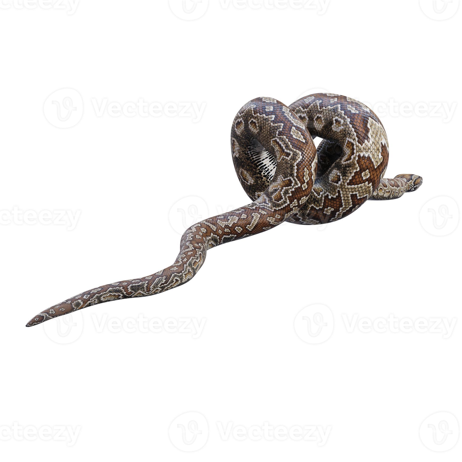 Southern African rock python 3D illustration 11890266 Stock Photo at ...