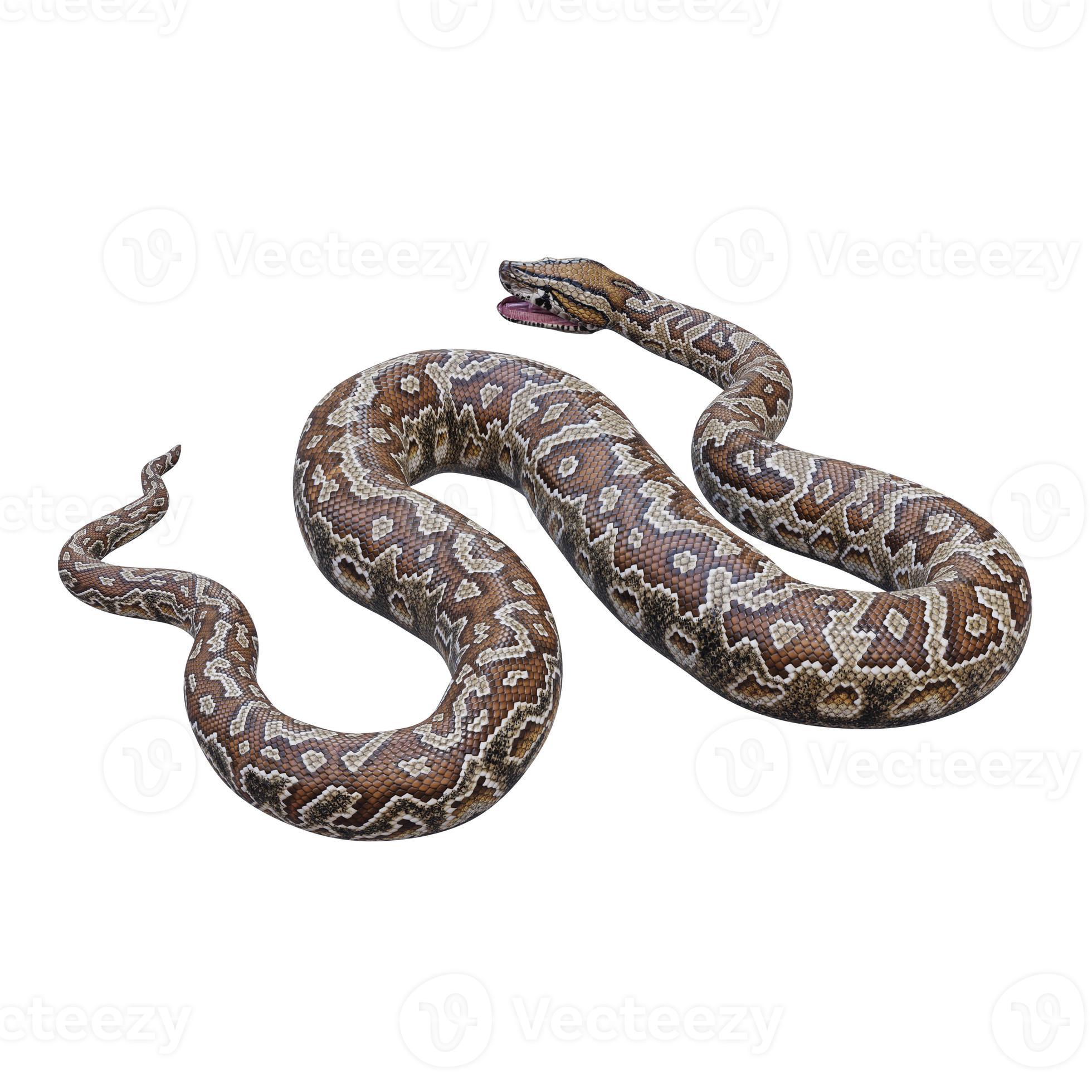 Southern African rock python 3D illustration 11890267 Stock Photo at ...
