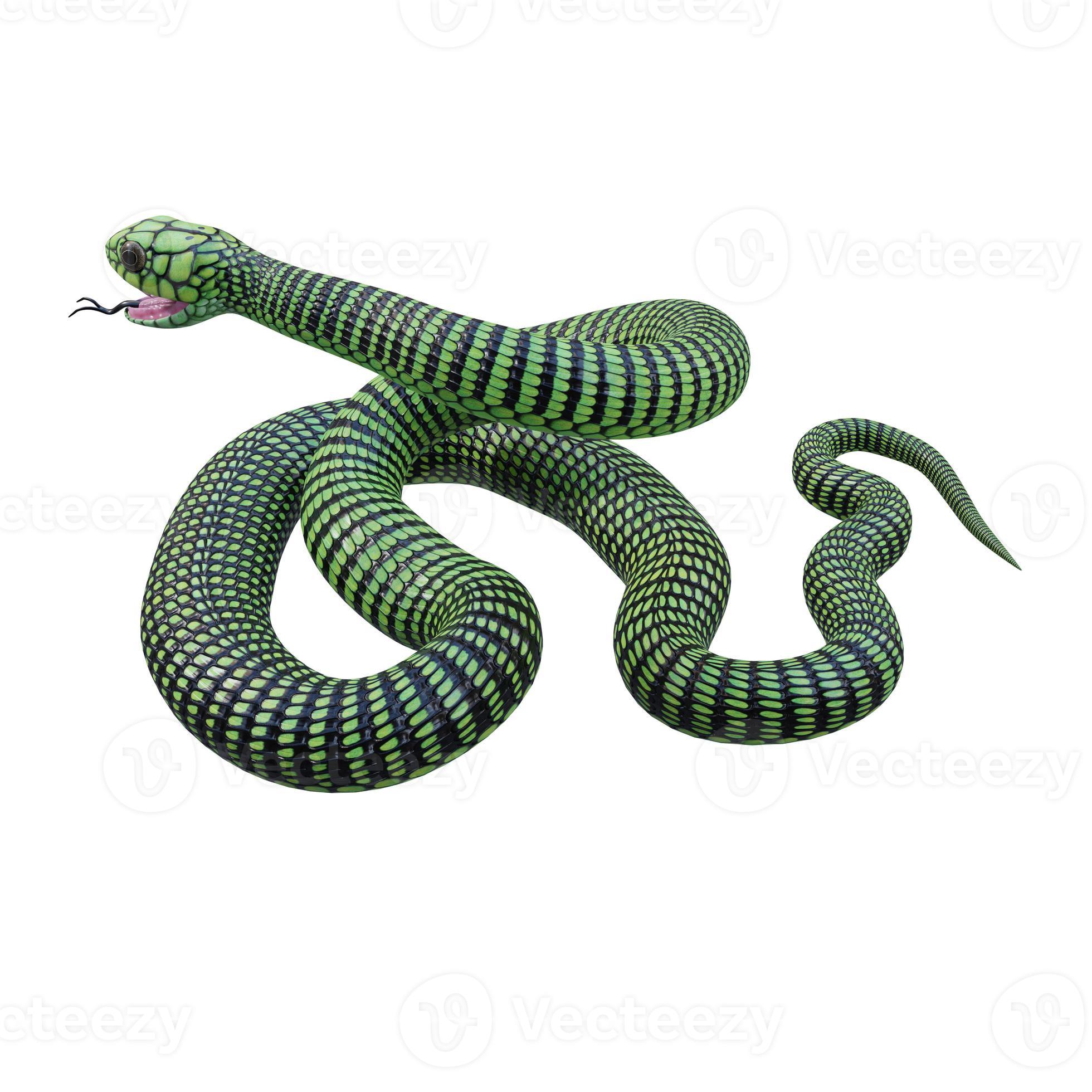 268 Snake 3d Stock Photos - Free & Royalty-Free Stock Photos from Dreamstime