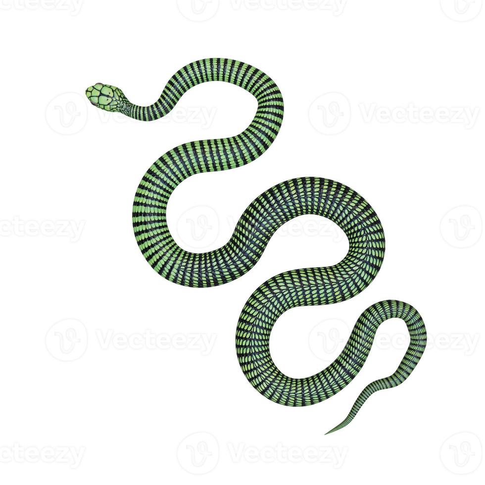 Ilustración 3d de serpiente boomslang foto
