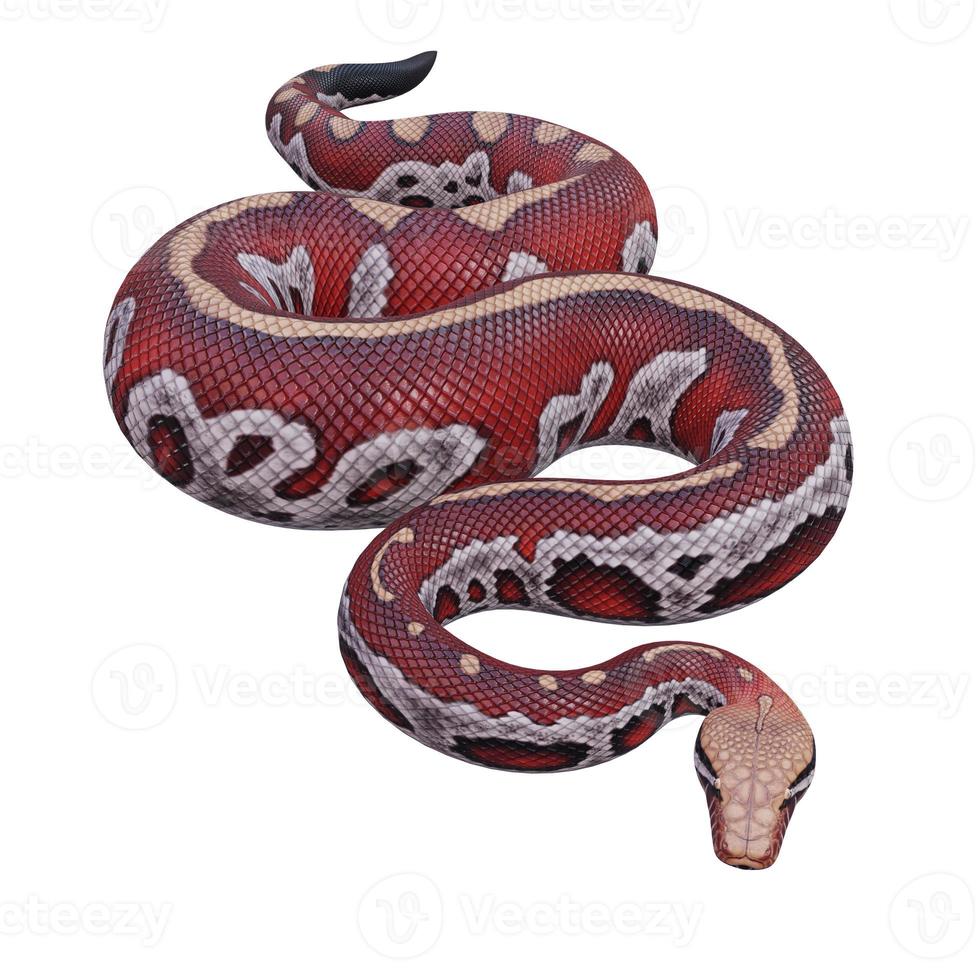 Blood python 3D illustration 11890297 Stock Photo at Vecteezy