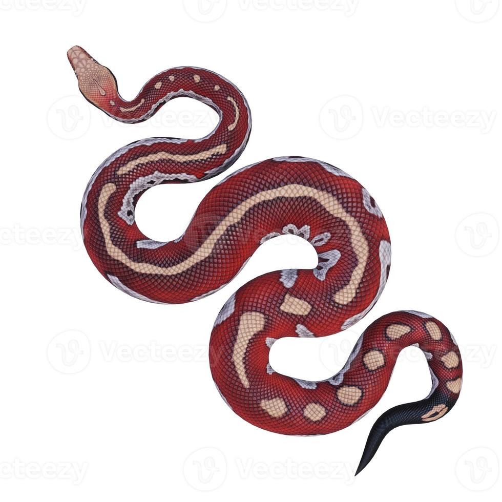 Blood python 3D illustration photo